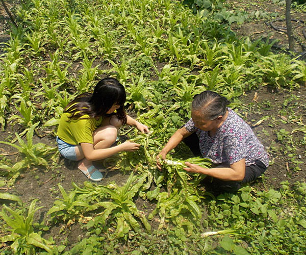 ��������æ�_�y��ժ�Ĳ˲��ϸ���ժ��Ч�ʵ�����(j��ng)�^������Ϥ��ָ��(d��o)���ܿ��(du��)�T���M(j��n)���ˠ�B(t��i)��