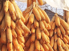 �Ŵ���������֮����