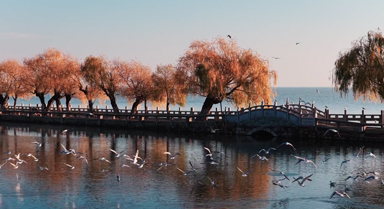 昆明群鷗戲水舞晴波