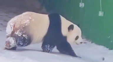 大熊貓雪地遛彎主打一個小心翼翼