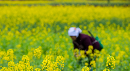 貴州從江：油菜管護(hù)正當(dāng)時(shí)